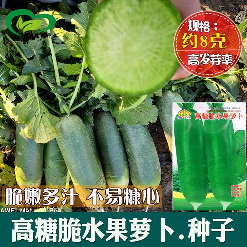 常丰高糖脆水果萝卜 板叶圆筒形青萝卜的种植与品鉴指南