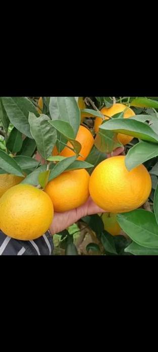 湖南麻阳冰糖橙 新鲜应季，甜蜜满溢的优质农产品